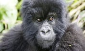 Centene to Pay $15 Billion to Join the Medicare Gorilla Table