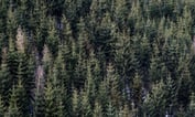 Investors Can Miss the Forest for the Smart Beta Trees
