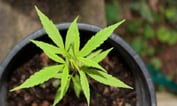Foresters to Inhale Marijuana Users