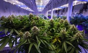 As Cannabis Industry Matures, Expect a Lot More Litigation