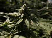 SEC Charges ‘Recidivist Securities Laws Violator’ in Cannabis Firm Offerings
