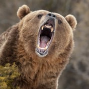 Beware of a Bear Market That Is More Than a Cub