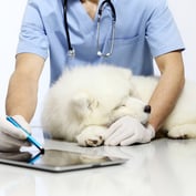 State Regulators Approve Pet Health Insurance Model