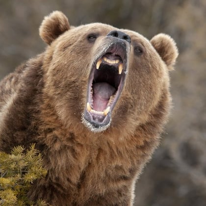Angry bear, representing a bear market