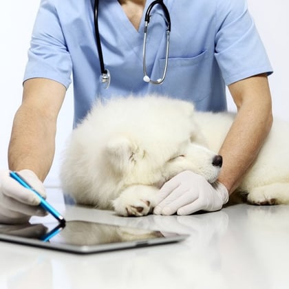 A veterinarian with a dog