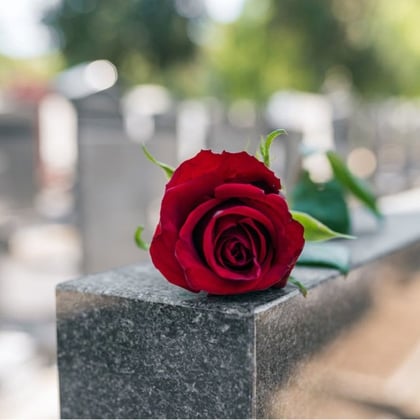 A rose at a cemetery
