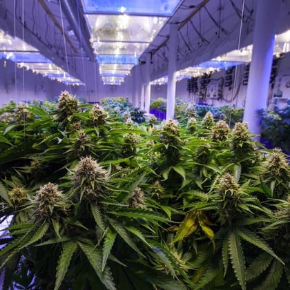 Greenhouse of Marijuana Plants.